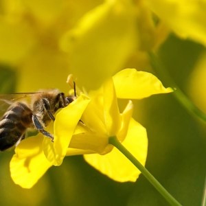  Департамент BASF Решения для сельского хозяйства 