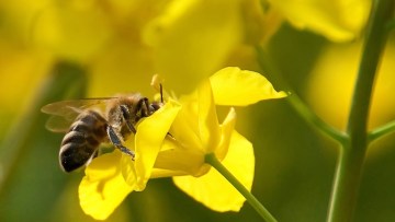  Департамент BASF Решения для сельского хозяйства 